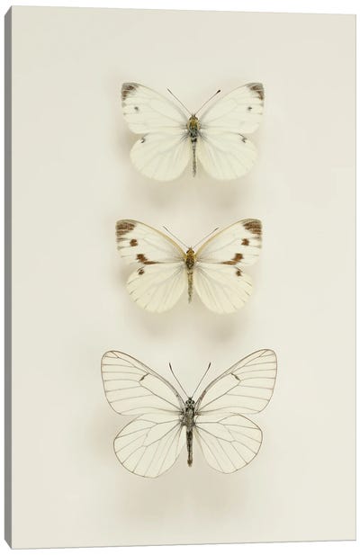Three White Butterflies Canvas Art Print - Alyson Fennell