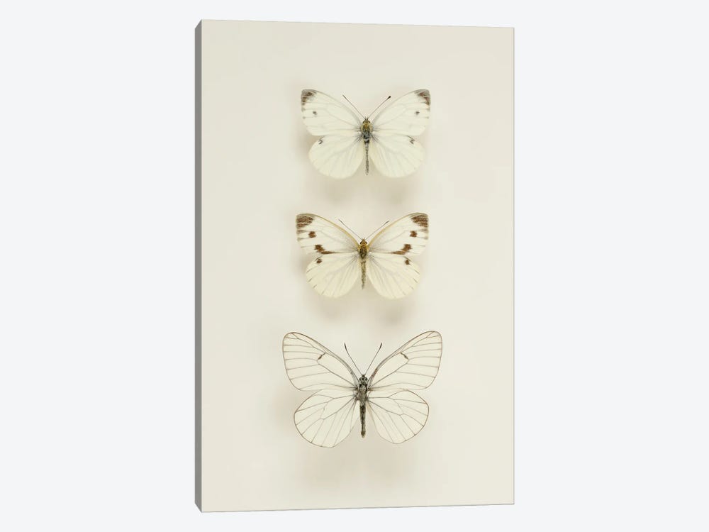 Three White Butterflies by Alyson Fennell 1-piece Art Print