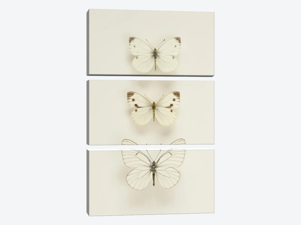 Three White Butterflies by Alyson Fennell 3-piece Art Print