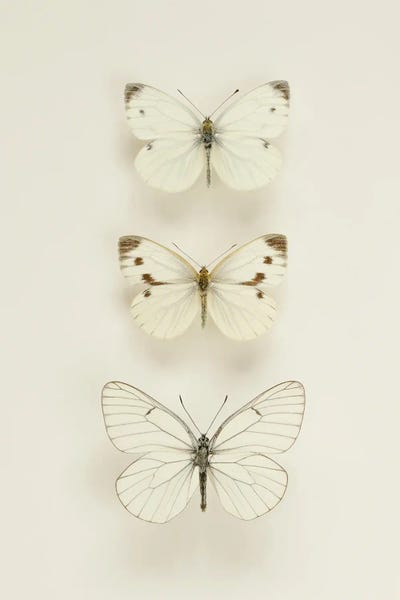 Alyson Fennell: Three White Butterflies by Alyson Fennell