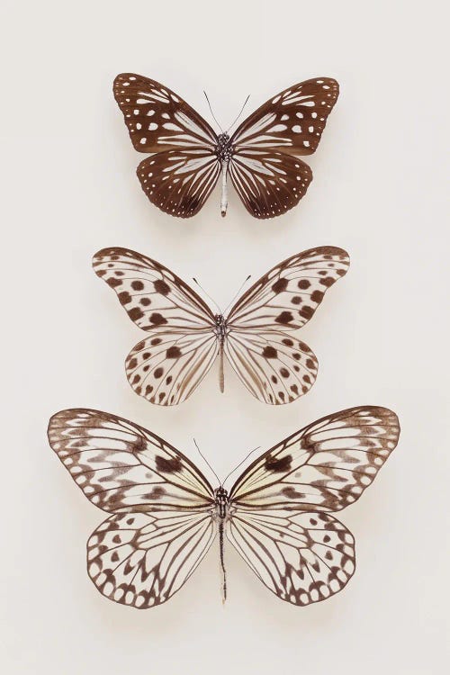 Three Neutral Butterflies