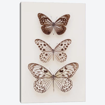 Three Neutral Butterflies Canvas Print #FEN108} by Alyson Fennell Canvas Art