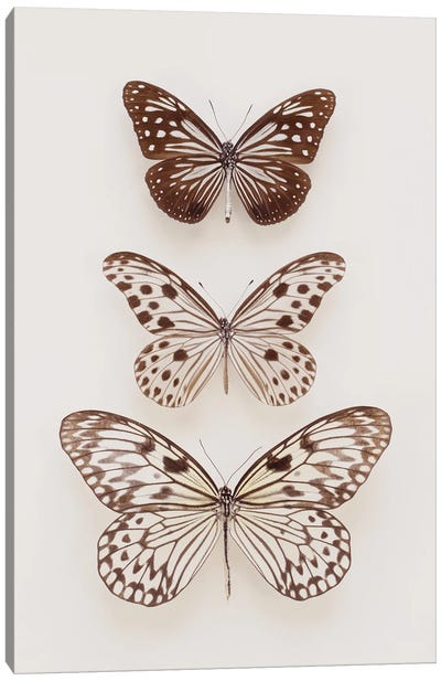 Three Neutral Butterflies Canvas Art Print - Alyson Fennell