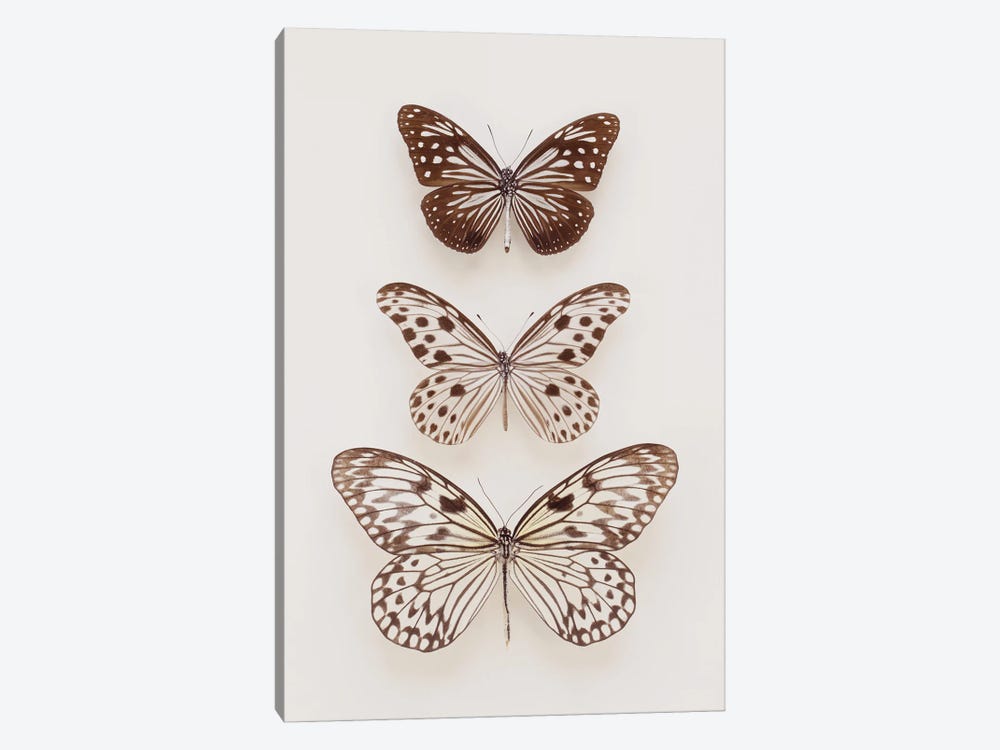 Three Neutral Butterflies by Alyson Fennell 1-piece Canvas Art