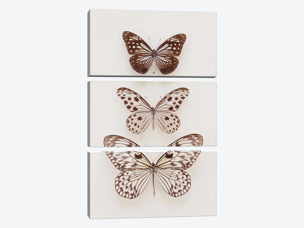 Three Neutral Butterflies by Alyson Fennell 3-piece Canvas Art