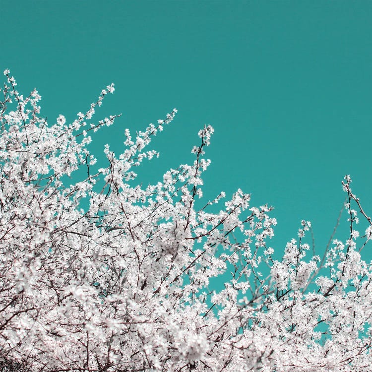 Blackthorn Blossom On Teal Sky by Alyson Fennell wall art