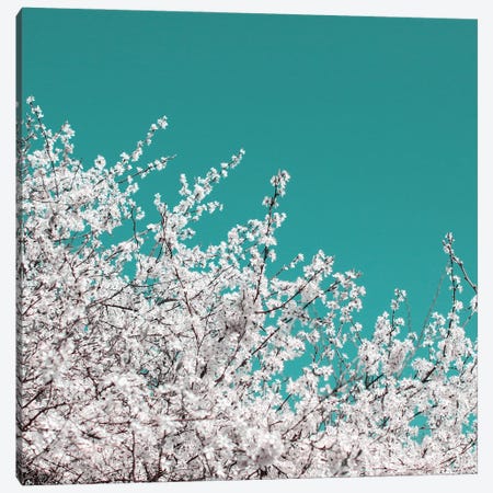 Blackthorn Blossom On Teal Sky Canvas Print #FEN109} by Alyson Fennell Canvas Art