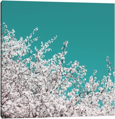 Blackthorn Blossom On Teal Sky Canvas Art Print - Alyson Fennell