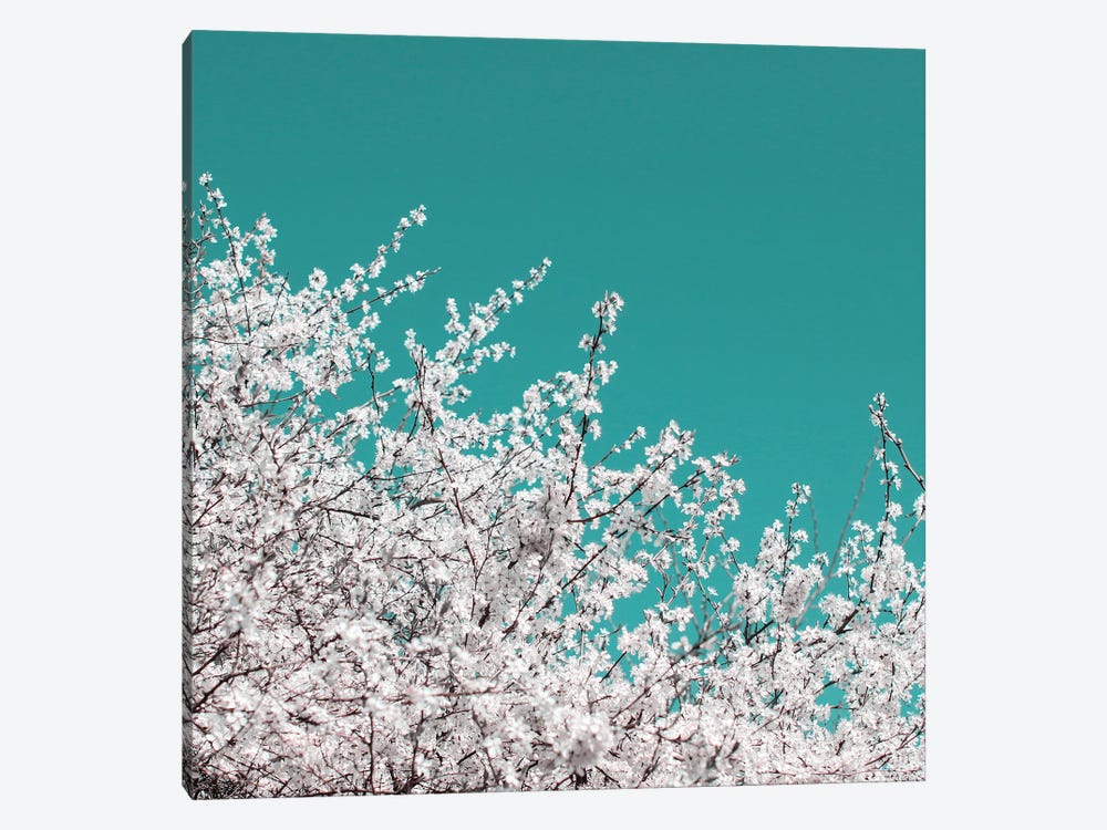 Blackthorn Blossom On Teal Sky by Alyson Fennell 1-piece Canvas Print