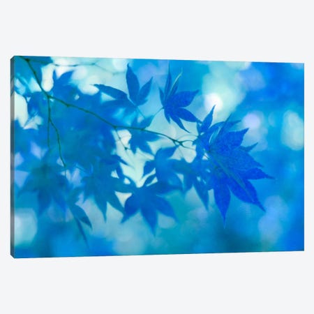 Blue Japanese Maple Leaves Canvas Print #FEN10} by Alyson Fennell Canvas Artwork