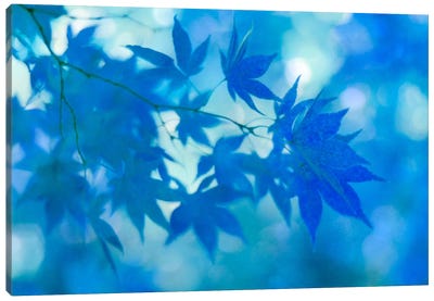 Blue Japanese Maple Leaves Canvas Art Print - Japanese Maple Tree Art