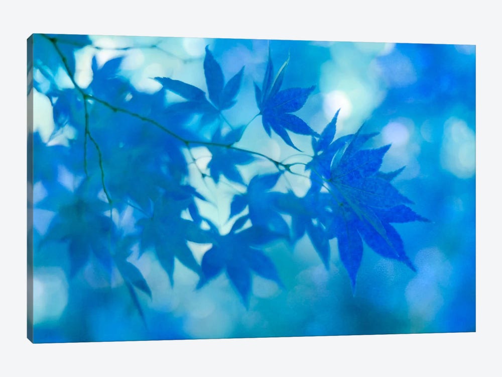 Blue Japanese Maple Leaves by Alyson Fennell 1-piece Canvas Art