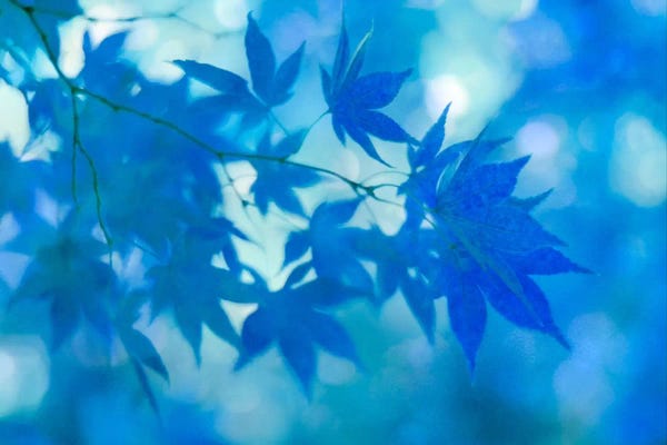 Alyson Fennell: Blue Japanese Maple Leaves by Alyson Fennell