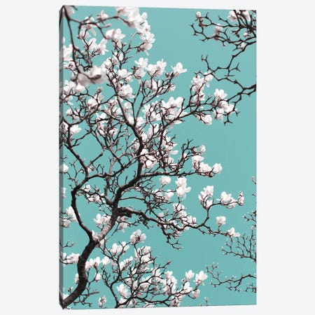 White Magnolia Blossom On Teal Sky Canvas Print #FEN110} by Alyson Fennell Canvas Art Print
