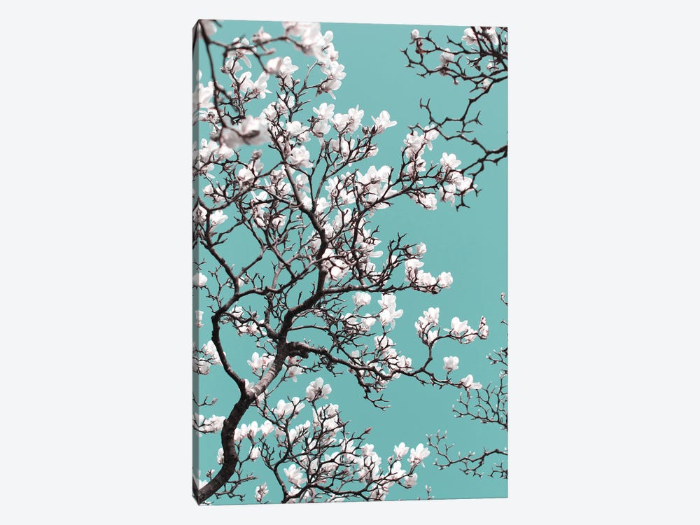 White Magnolia Blossom On Teal Sky by Alyson Fennell 1-piece Canvas Print