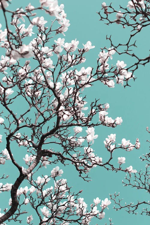 White Magnolia Blossom On Teal Sky