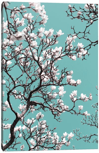 White Magnolia Blossom On Teal Sky Canvas Art Print - Blossom Art
