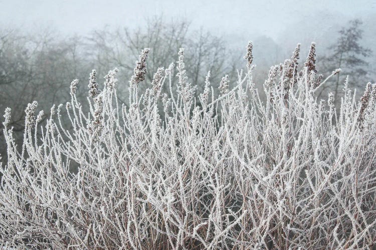 Frosty Morning Grasses