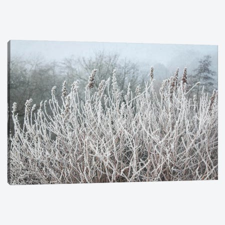 Frosty Morning Grasses Canvas Print #FEN111} by Alyson Fennell Canvas Art Print