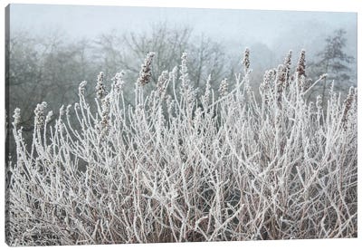 Frosty Morning Grasses Canvas Art Print - Alyson Fennell