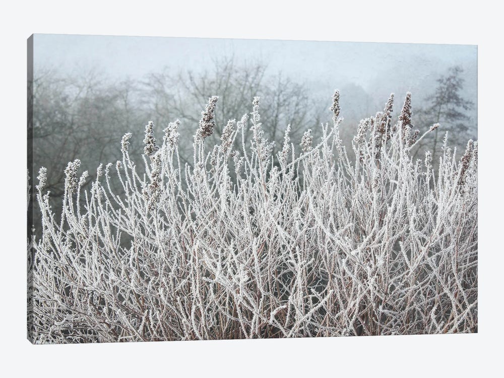 Frosty Morning Grasses by Alyson Fennell 1-piece Canvas Wall Art
