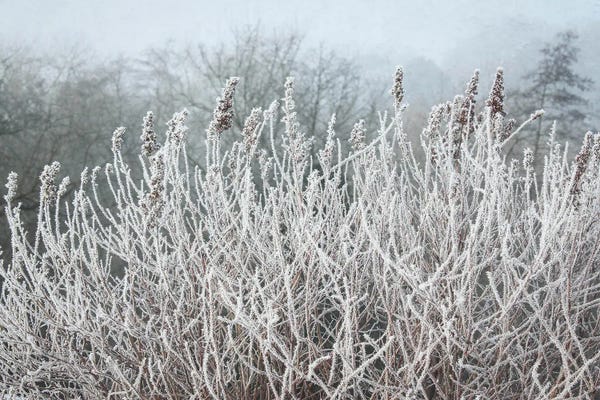 Grasses: Frosty Morning Grasses by Alyson Fennell
