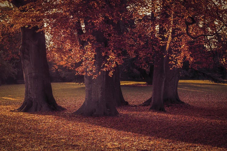 Three Autumn Trees