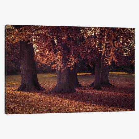 Three Autumn Trees Canvas Print #FEN112} by Alyson Fennell Canvas Print