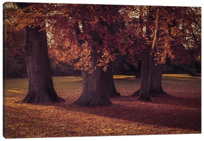 Three Autumn Trees Canvas Art Print - Alyson Fennell