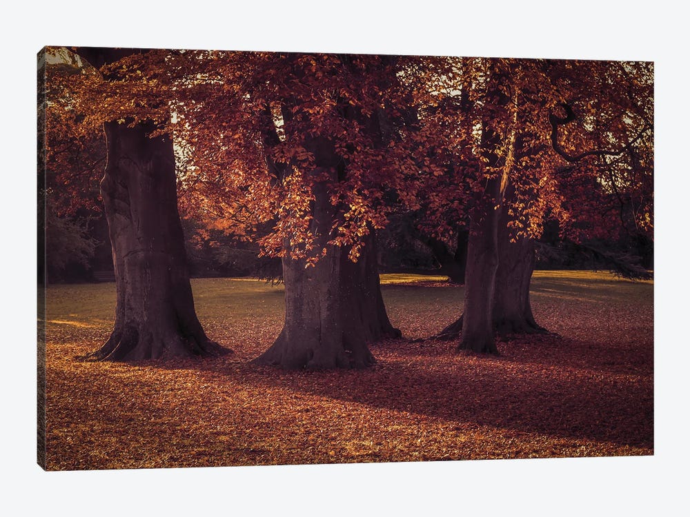 Three Autumn Trees by Alyson Fennell 1-piece Canvas Art Print