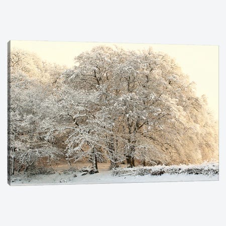 Snowy Winter Trees Canvas Print #FEN113} by Alyson Fennell Canvas Art Print