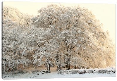 Snowy Winter Trees Canvas Art Print