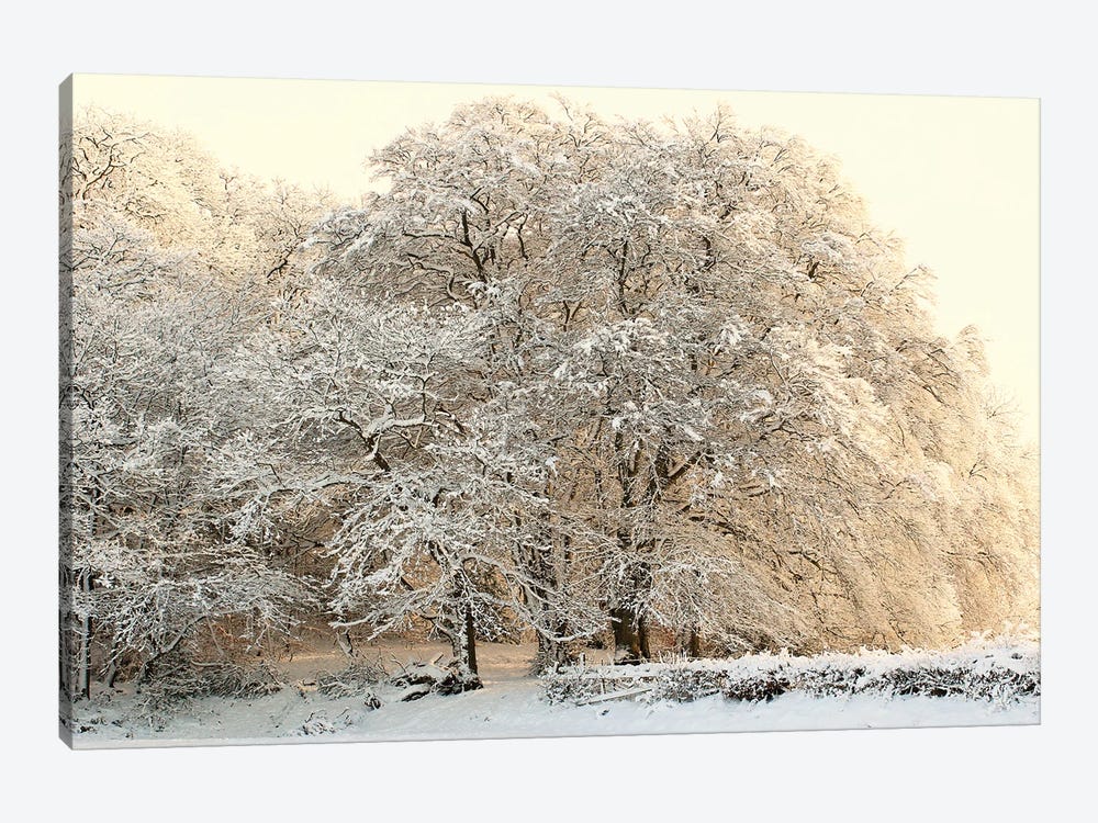Snowy Winter Trees by Alyson Fennell 1-piece Canvas Artwork