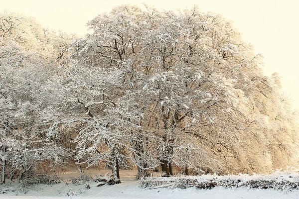 Alyson Fennell: Snowy Winter Trees II by Alyson Fennell