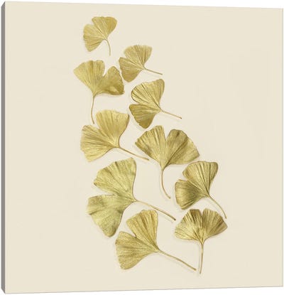 Gold Ginkgo Leaves Canvas Art Print - Zen Garden
