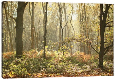 Autumn Morning Woodland Canvas Art Print - Refreshing Workspace