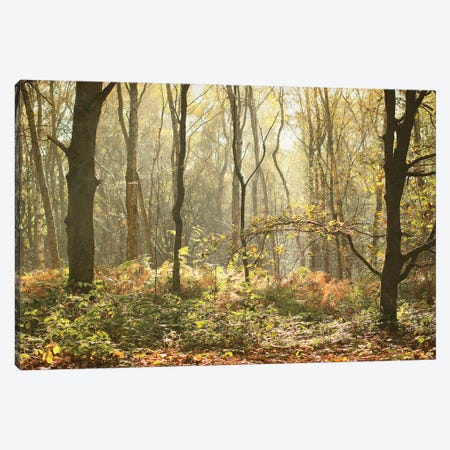 Autumn Morning Woodland Canvas Print #FEN115} by Alyson Fennell Canvas Wall Art