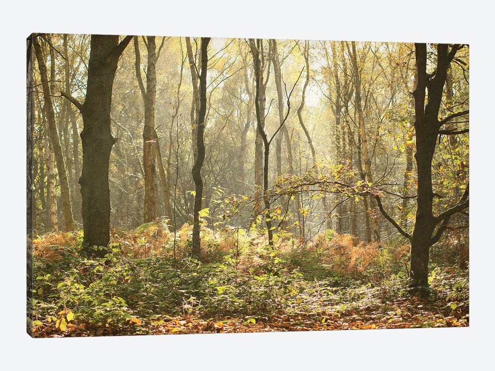 Autumn Morning Woodland by Alyson Fennell 1-piece Canvas Artwork