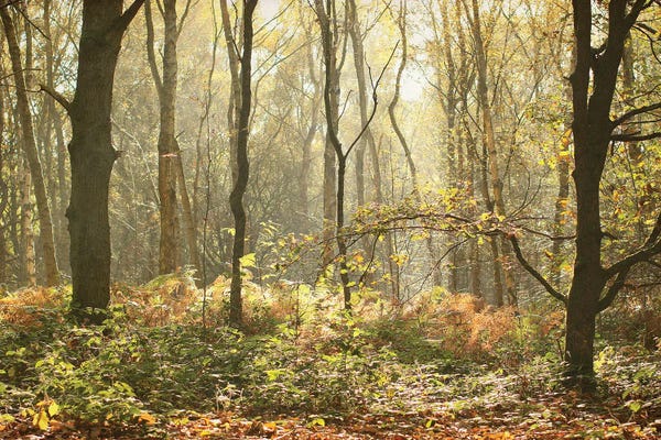 Alyson Fennell: Autumn Morning Woodland by Alyson Fennell