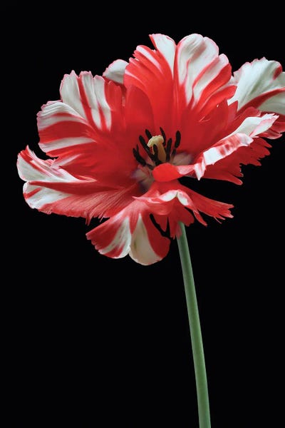 Alyson Fennell: Parrot Tulip by Alyson Fennell