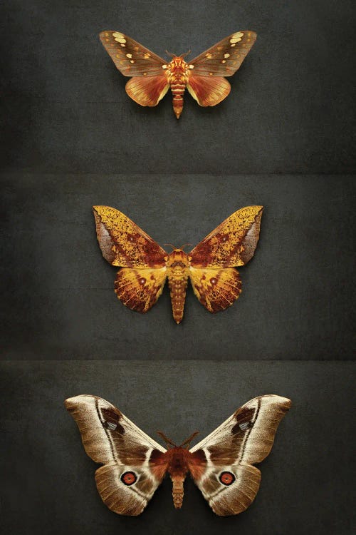Moths Triptych by Alyson Fennell wall art