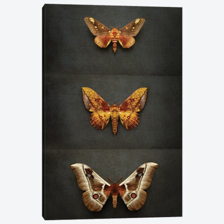 Moths Triptych Canvas Print #FEN119} by Alyson Fennell Art Print