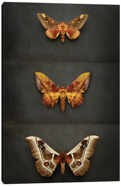 Moths Triptych Canvas Art Print - Alyson Fennell