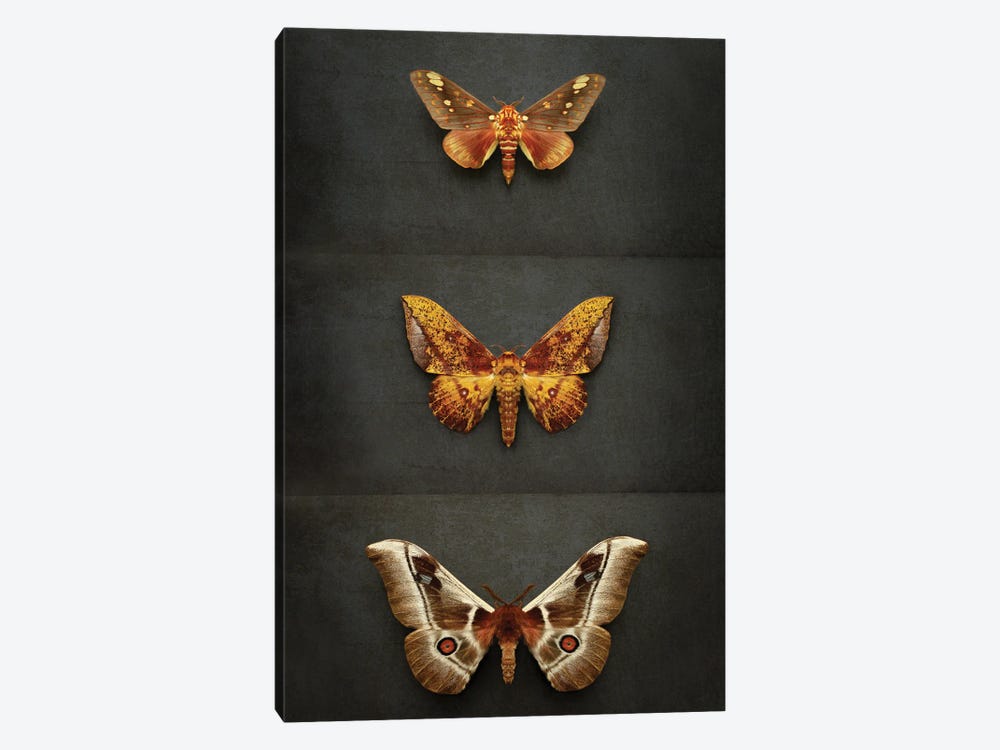 Moths Triptych by Alyson Fennell 1-piece Canvas Artwork