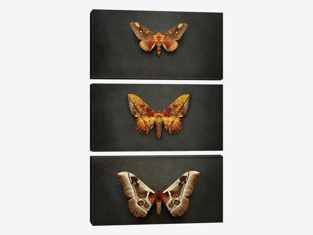 Moths Triptych by Alyson Fennell 3-piece Canvas Wall Art