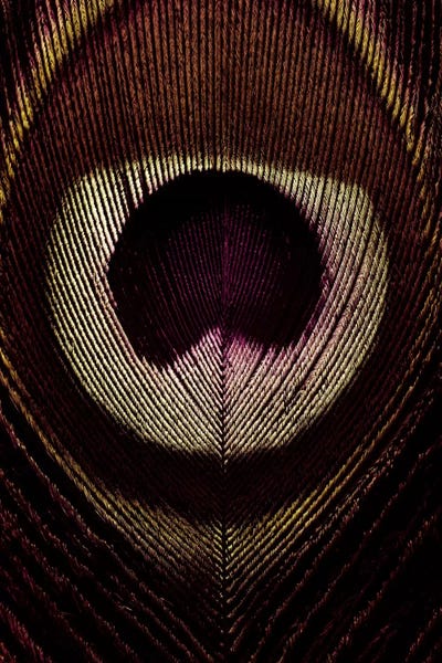 Alyson Fennell: Bronze Peacock Feather by Alyson Fennell