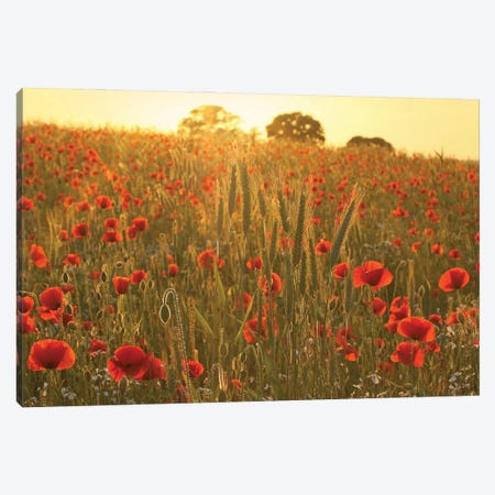 Summer Poppy Meadow Canvas Print #FEN120} by Alyson Fennell Canvas Art