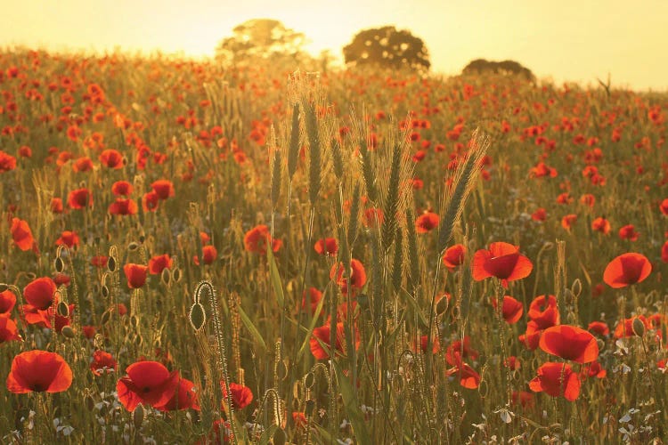 Summer Poppy Meadow by Alyson Fennell wall art