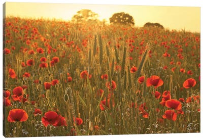 Summer Poppy Meadow Canvas Art Print - Alyson Fennell