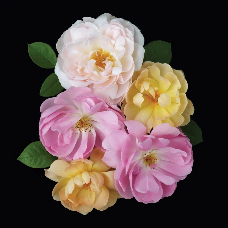 English Rose Design by Alyson Fennell wall art